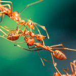 ants socialization